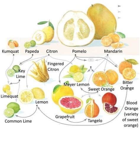 citrus traduction|citrus family tree.